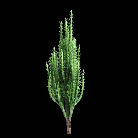 3D Illustration von Euphorbia trigona Busch isoliert auf schwarzem Hintergrund