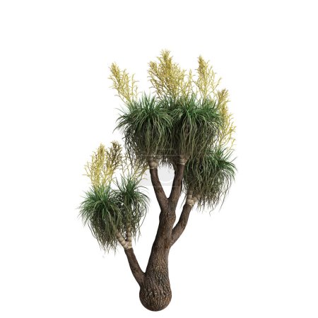 3D Illustration von Beaucarnea recurvata Baum isoliert auf weißem Hintergrund