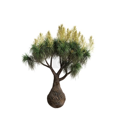 3D Illustration von Beaucarnea recurvata Baum isoliert auf weißem Hintergrund