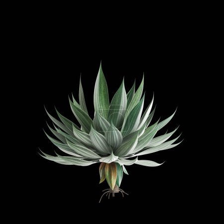 3d illustration of Agave attenuata tree isolated on black background
