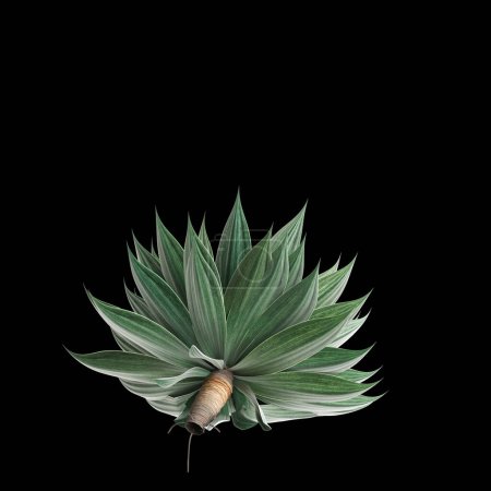 3d illustration of Agave attenuata tree isolated on black background