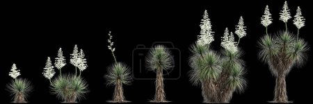 3D-Illustration der Menge Yucca thompsoniana Baum isoliert auf schwarzem Hintergrund