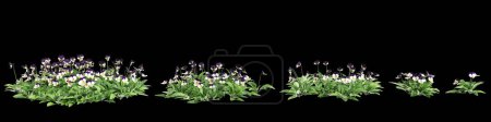 3D-Illustration des Sets Viola cornuta busch isoliert auf schwarzem Hintergrund