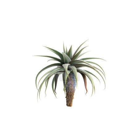3D Illustration von Aloe pillansii Baum isoliert auf weißem Hintergrund