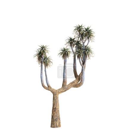 3D Illustration von Aloe pillansii Baum isoliert auf weißem Hintergrund