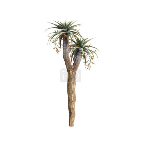 Foto de 3d ilustración de Aloe pillansii árbol aislado sobre fondo blanco - Imagen libre de derechos