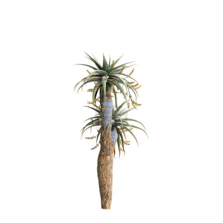 Foto de 3d ilustración de Aloe pillansii árbol aislado sobre fondo blanco - Imagen libre de derechos