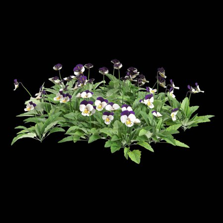 3D-Illustration von Viola cornuta Busch isoliert auf schwarzem Hintergrund