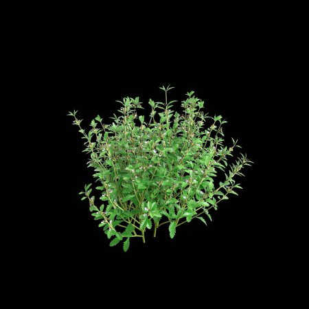 3D Illustration von Teucrium chamaedrys Busch isoliert auf schwarzem Hintergrund