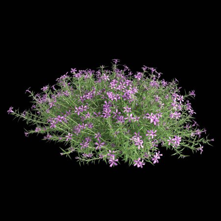 Illustration 3D du buisson Phlox subulata isolé sur fond noir