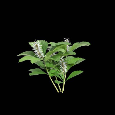 3d illustration of Pachysandra terminalis bush isolated on black background