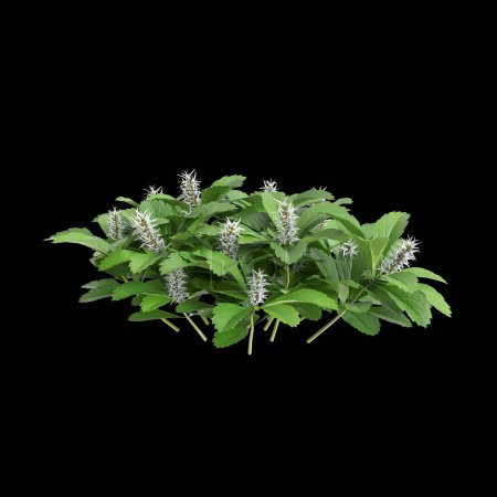 3d illustration of Pachysandra terminalis bush isolated on black background
