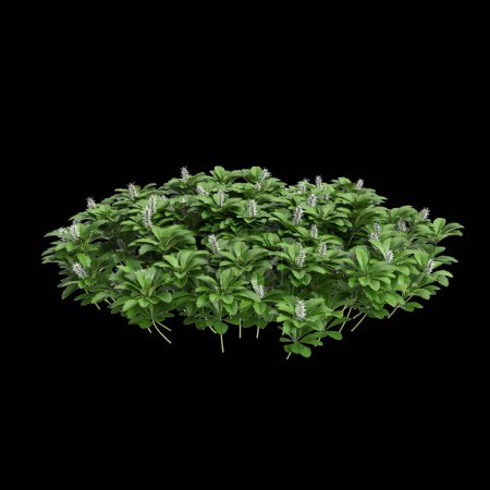 Photo for 3d illustration of Pachysandra terminalis bush isolated on black background - Royalty Free Image