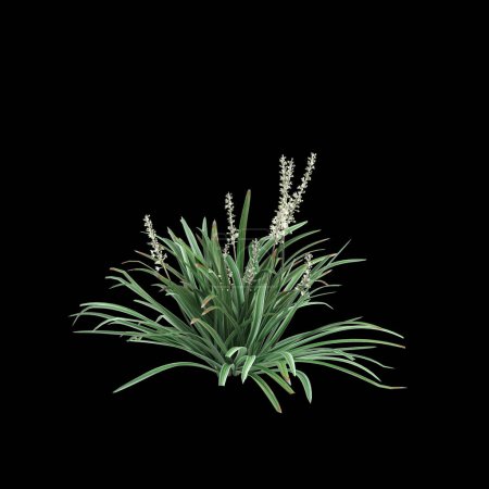 3d illustration of Liriope spicata bush isolated on black background