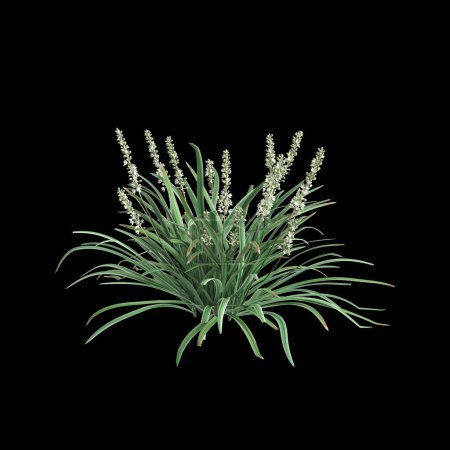 Illustration 3D du buisson Liriope spicata isolé sur fond noir