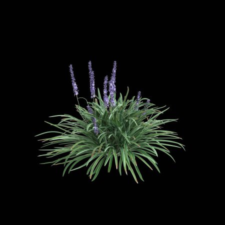 3D Illustration von Liriope spicata Busch isoliert auf schwarzem Hintergrund