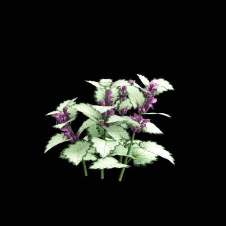 3D-Illustration von Lamium maculatum Busch isoliert auf schwarzem Hintergrund