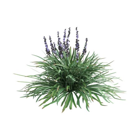 3d illustration of Liriope spicata bush isolated on white background