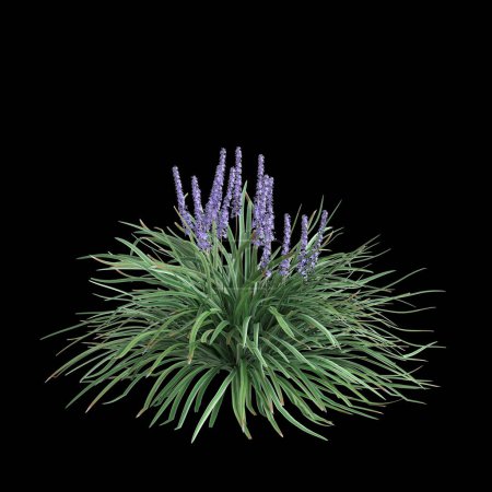 3D Illustration von Liriope spicata Busch isoliert auf schwarzem Hintergrund