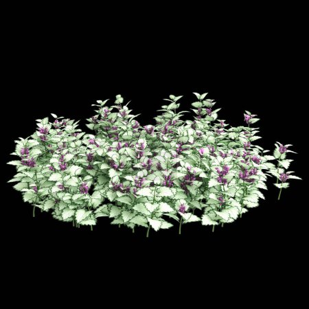 3D-Illustration von Lamium maculatum Busch isoliert auf schwarzem Hintergrund