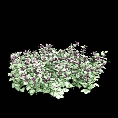 3d illustration of Lamium maculatum bush isolated on black background