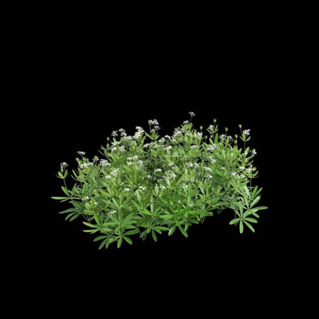3D-Illustration von Galium odoratum busch isoliert auf schwarzem Hintergrund