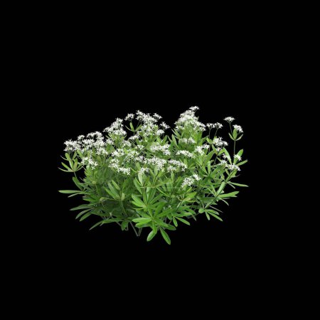 3D-Illustration von Galium odoratum busch isoliert auf schwarzem Hintergrund