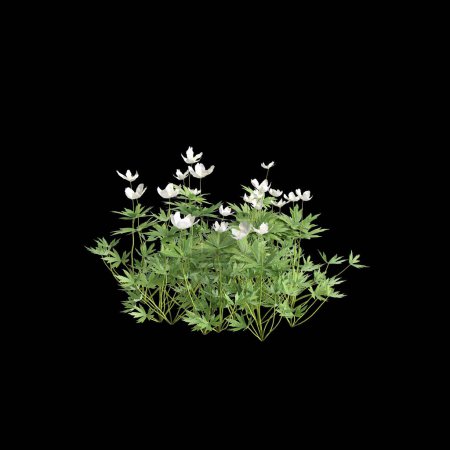 3d illustration of Anemone canadensis bush isolated on black background