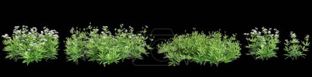 3D-Illustration von Set Galium odoratum busch isoliert auf schwarzem Hintergrund