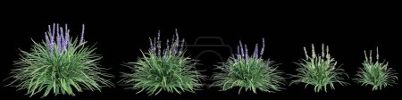 Téléchargez les photos : Illustration 3D de l'ensemble Liriope spicata buisson isolé sur fond noir - en image libre de droit