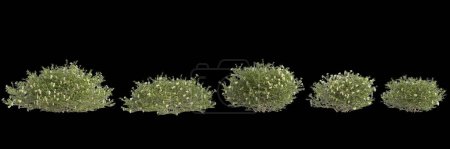 3D Illustration von Set Nitraria billardierei Busch weiße Blume isoliert auf schwarzem Hintergrund