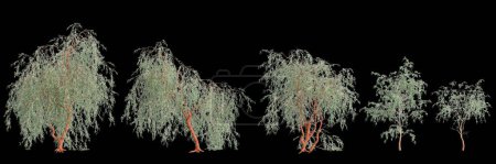 3D Illustration des Eukalyptus caesia Baumes isoliert auf schwarzem Hintergrund