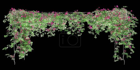 3D Illustration von Ipomoea horsfalliae Blumenrahmen isoliert auf schwarzem Hintergrund