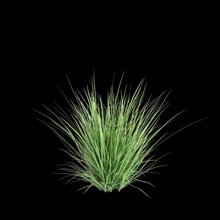 Téléchargez les photos : Illustration 3D du buisson Poa labillardier isolé sur fond noir - en image libre de droit