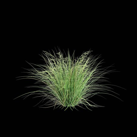 Téléchargez les photos : Illustration 3D du buisson Poa labillardier isolé sur fond noir - en image libre de droit