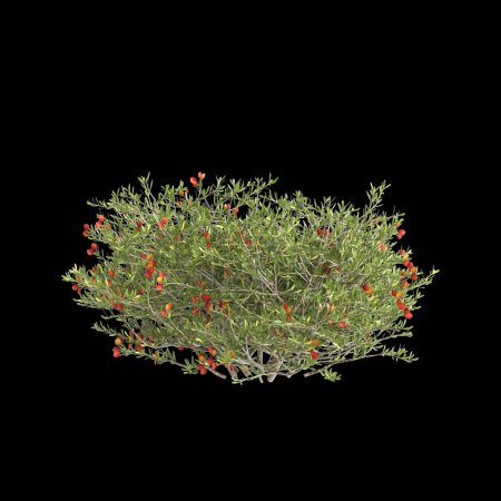 3D Illustration von Nitraria billardierei Busch rote Blume isoliert auf schwarzem Hintergrund