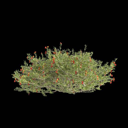 3D Illustration von Nitraria billardierei Busch rote Blume isoliert auf schwarzem Hintergrund