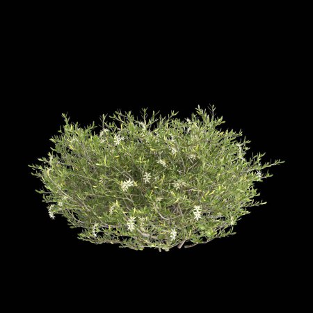 3D Illustration von Nitraria billardierei Busch weiße Blume isoliert auf schwarzem Hintergrund