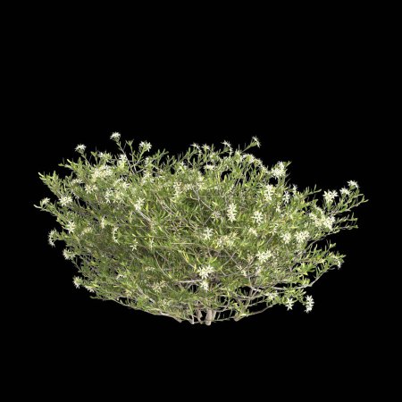3D Illustration von Nitraria billardierei Busch weiße Blume isoliert auf schwarzem Hintergrund