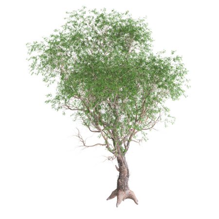 3D Illustration des Cornus canadensis Busches isoliert auf schwarzem Hintergrund