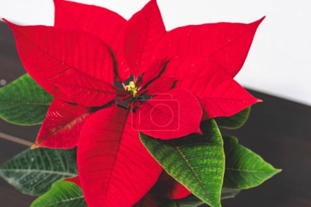 Photo for Flower christmas. Poinsettia flower. Red Poinsettias flower, Christmas Star. flower Christmas symbol - Royalty Free Image