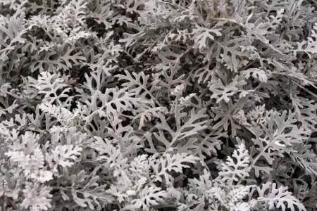 Photo for Silver sagebrush, close up. Texture of wormseed. background of wormwood in winter. Beautiful winter texture - Royalty Free Image