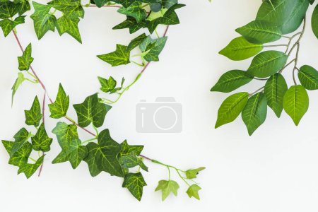Hojas verdes sobre fondo blanco. Fondo blanco claro con hojas verdes. marco de ramas verdes, acostado sobre un fondo blanco. Espacio de copia