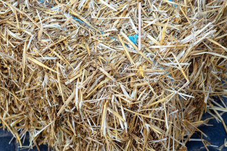 Stacks of straw. Alternative fuel source. Concept Alternative fuel source, Biofuel. Straw texture. 
