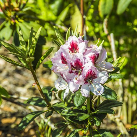 La fleur de rhododendron dans le parc