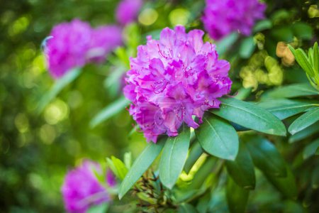 Rhododendron blossom in the park