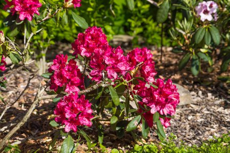 Rhododendron florecen en el parque