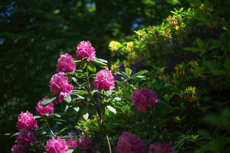 Rhododendron florecen en el parque