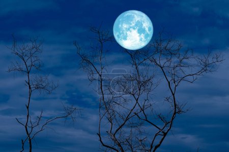 Téléchargez les photos : Pleine Corneille Lune et silhouette arbre sec dans le champ et le ciel nocturne, Eléments de cette image fournis par la NASA - en image libre de droit