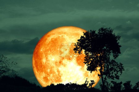 Téléchargez les photos : Pleine croûte de sang Lune et arbre silhouette dans le champ et le ciel nocturne, Éléments de cette image fournis par la NASA - en image libre de droit